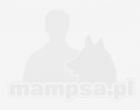 Berneński pies pasterski - Hodowla Tańczące Mgły